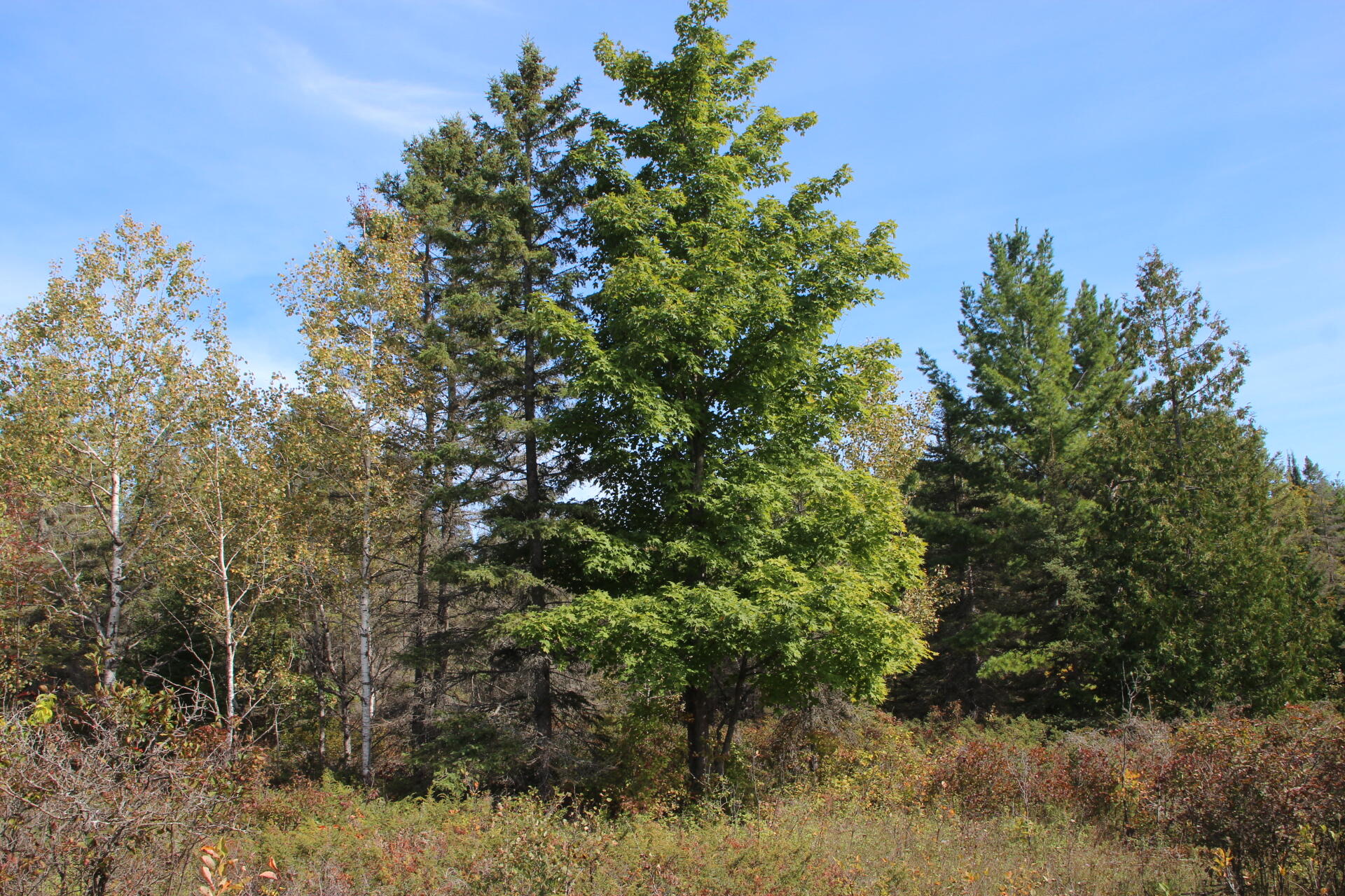 East Hamilton Road Alpena, MI 49707 - Photo 14 of 17 IMG_0579