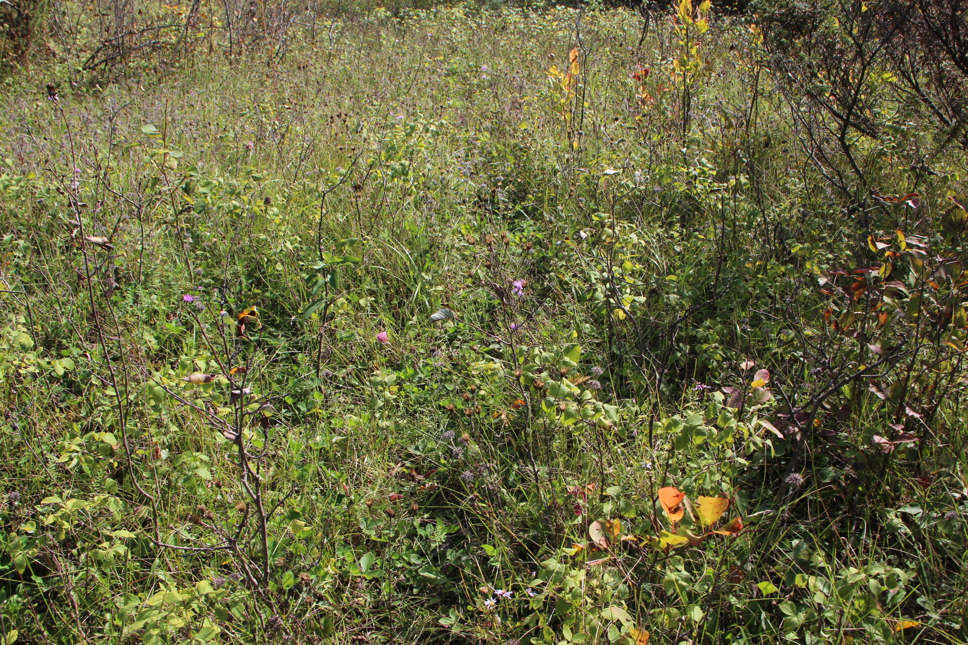 East Hamilton Road Alpena, MI 49707 - Photo 15 of 17 IMG_0580