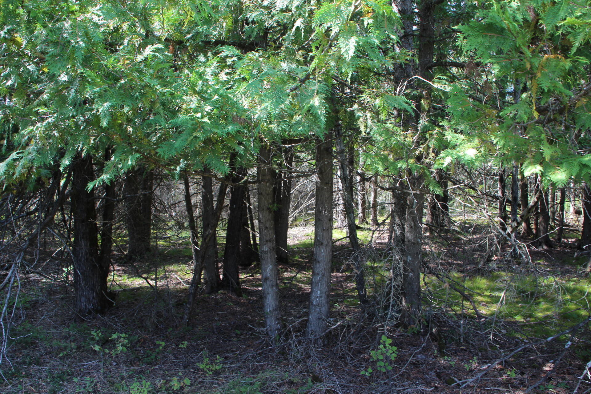 East Hamilton Road Alpena, MI 49707 - Photo 7 of 17 IMG_0567