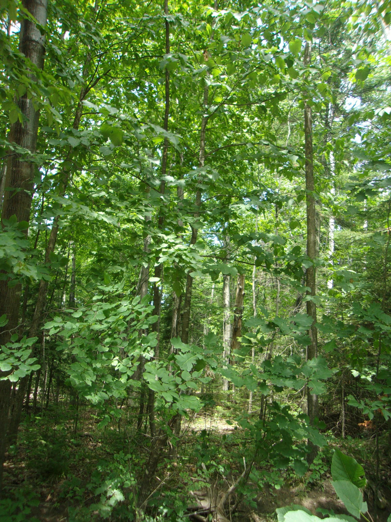 Modoc Road Indian River, MI 49749 - Photo 10 of 14 Gallery Image 10