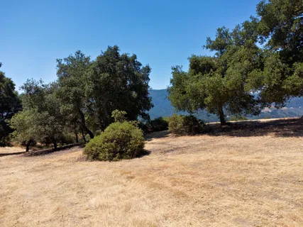 a view of a yard with a tree