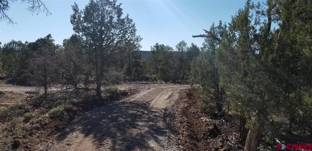 a view of a forest with trees in the background