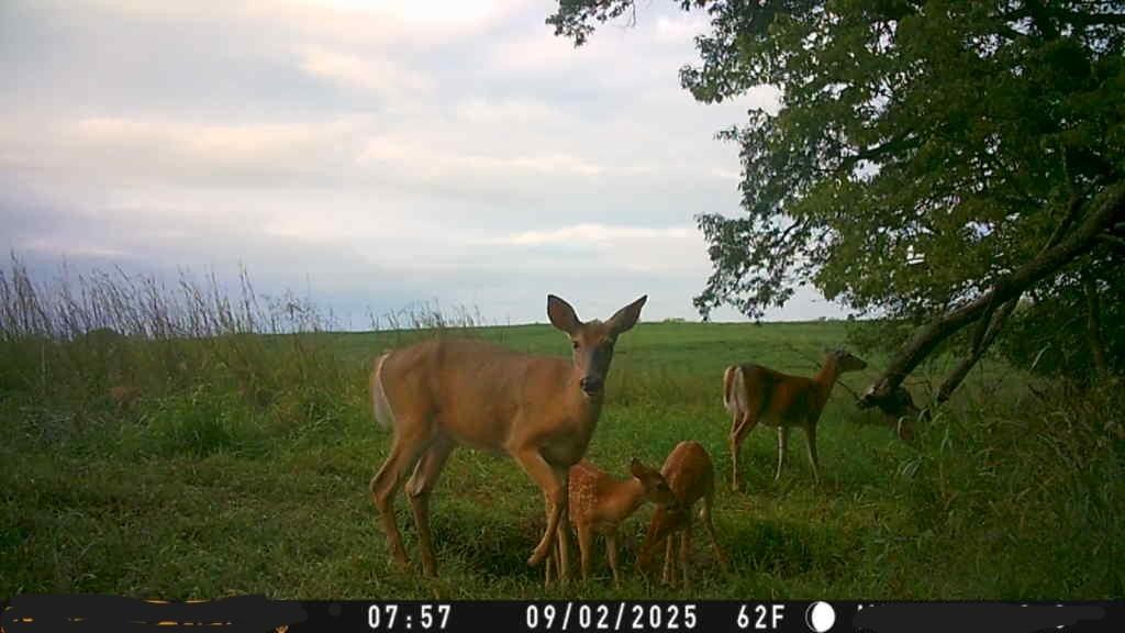 3 County Road 344 Road Savannah, MO 64485 - Photo 12 of 38