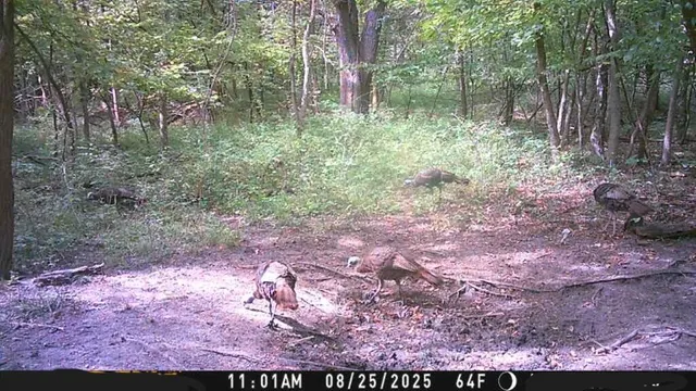 $10,000 | 3 County Road 344 Road, Savannah, MO 64485