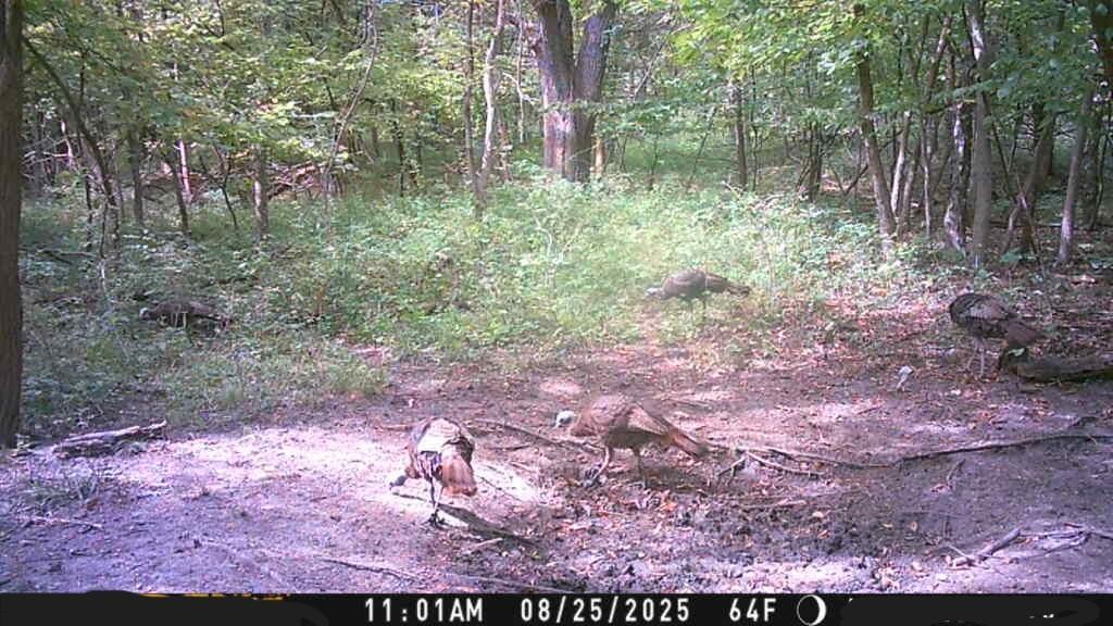 3 County Road 344 Road Savannah, MO 64485 - Photo 13 of 38