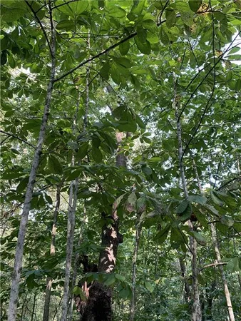$10,000 | 3 County Road 344 Road, Savannah, MO 64485