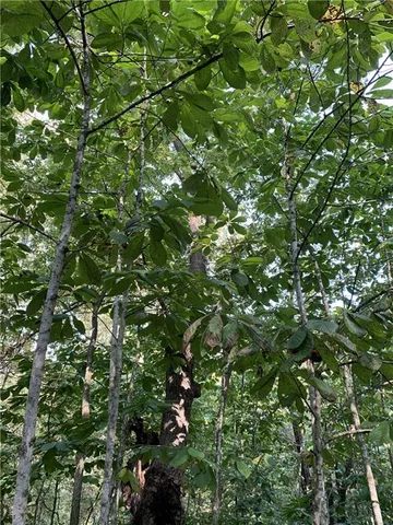 $10,000 | 3 County Road 344 Road, Savannah, MO 64485