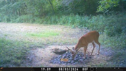 3 County Road 344 Road Savannah, MO 64485 - Photo 33 of 38