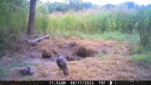 $10,000 | 3 County Road 344 Road, Savannah, MO 64485