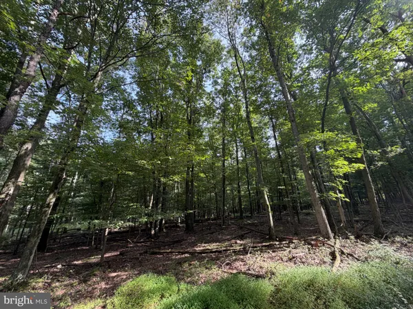 a view of a backyard with trees