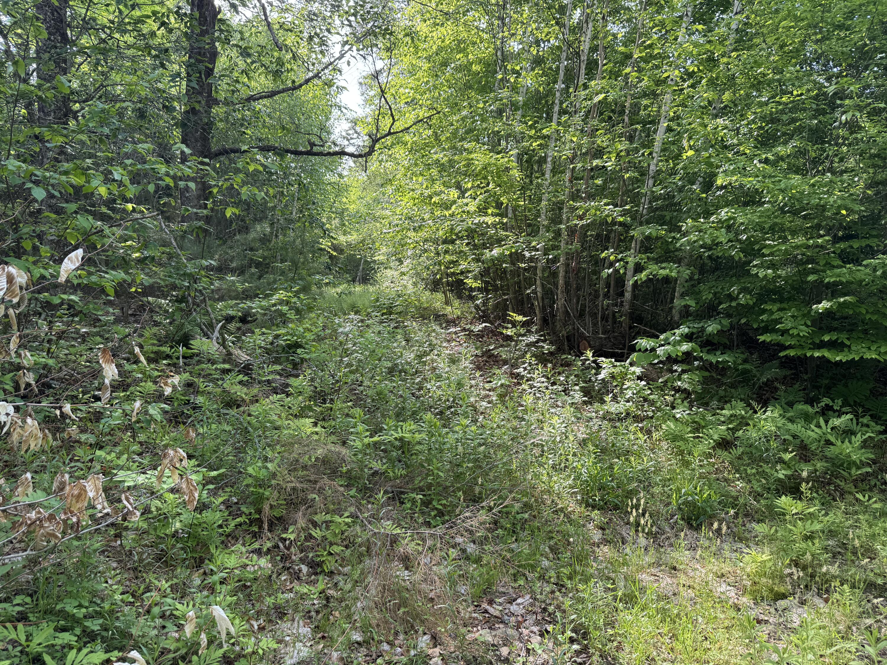 Lot 3 Albion Road Unity, ME 04988 - Photo 9 of 13 Logging trails still open