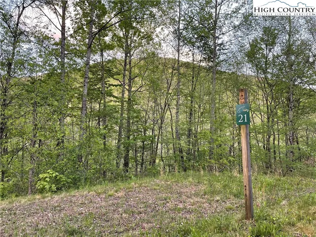 a view of a forest with a trees