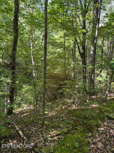 Lot 4 Old Furnace Road Tellico Plains, TN 37385 - Photo 9 of 13 9