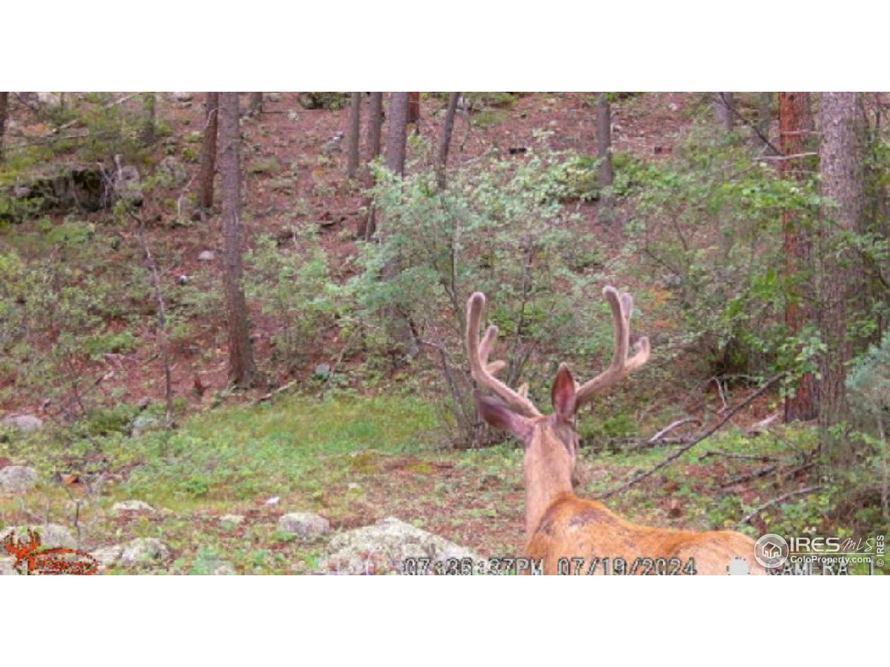 9648 Highway 36 Lyons, CO 80540 - Photo 6 of 31 a black and white photo of a field