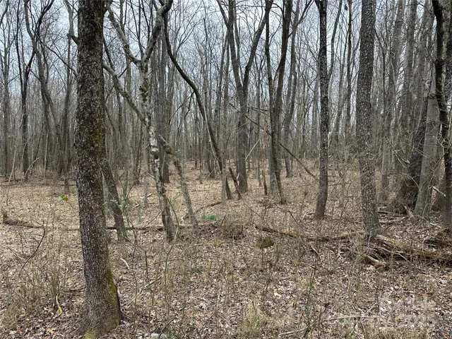 a view of a yard with lots of trees