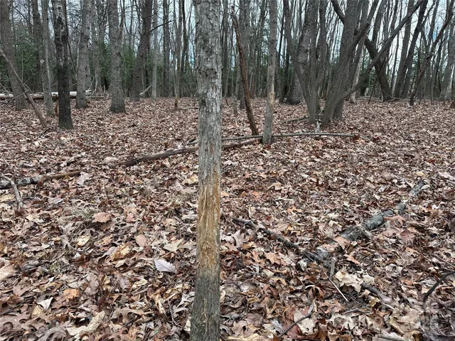 a view of a backyard with large trees