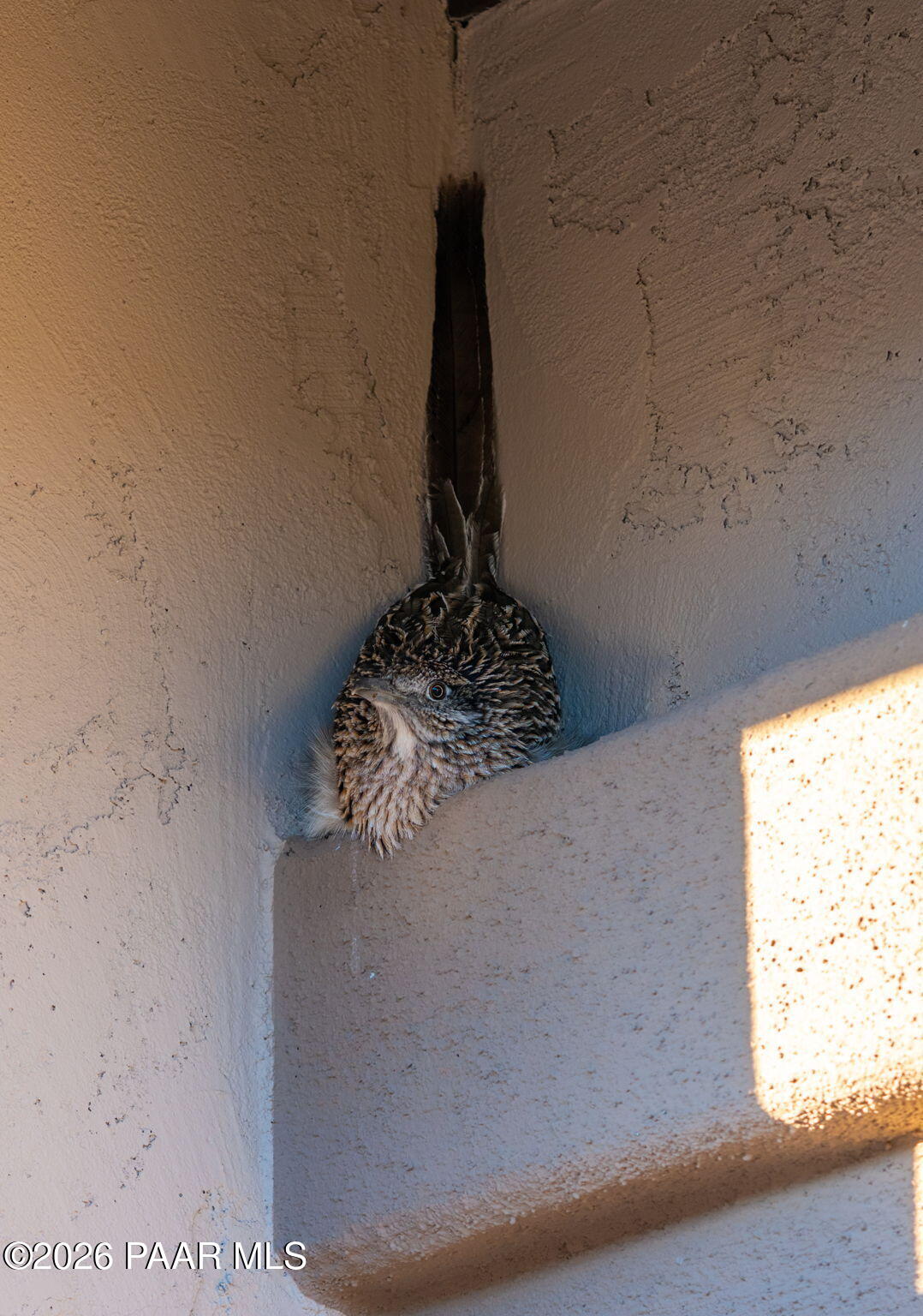 707 Lunar View Way Chino Valley, AZ 86323 - Photo 55 of 89 57-web-or-mls-707-lunar-view-way