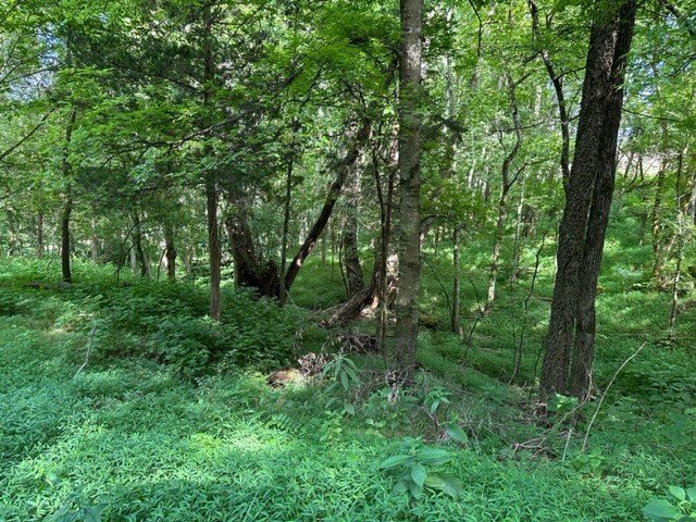 2244 Baptist Branch Road Mount Pleasant, TN 38474 - Photo 13 of 47 a view of a lush green forest