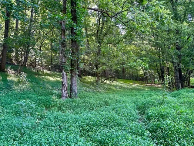 a view of lush green forest