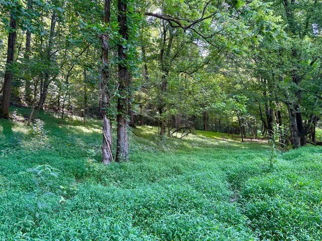 2244 Baptist Branch Road Mount Pleasant, TN 38474 - Photo 18 of 47 a view of lush green forest
