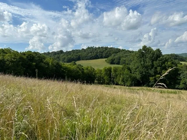 a view of a green yard