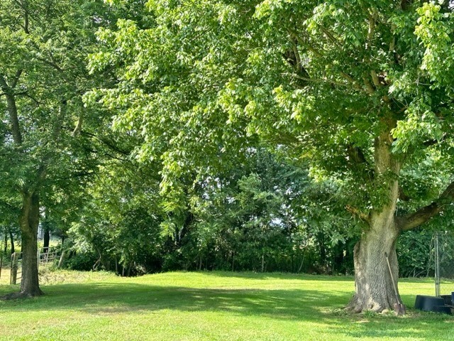 2244 Baptist Branch Road Mount Pleasant, TN 38474 - Photo 10 of 47 a view of a yard with a tree
