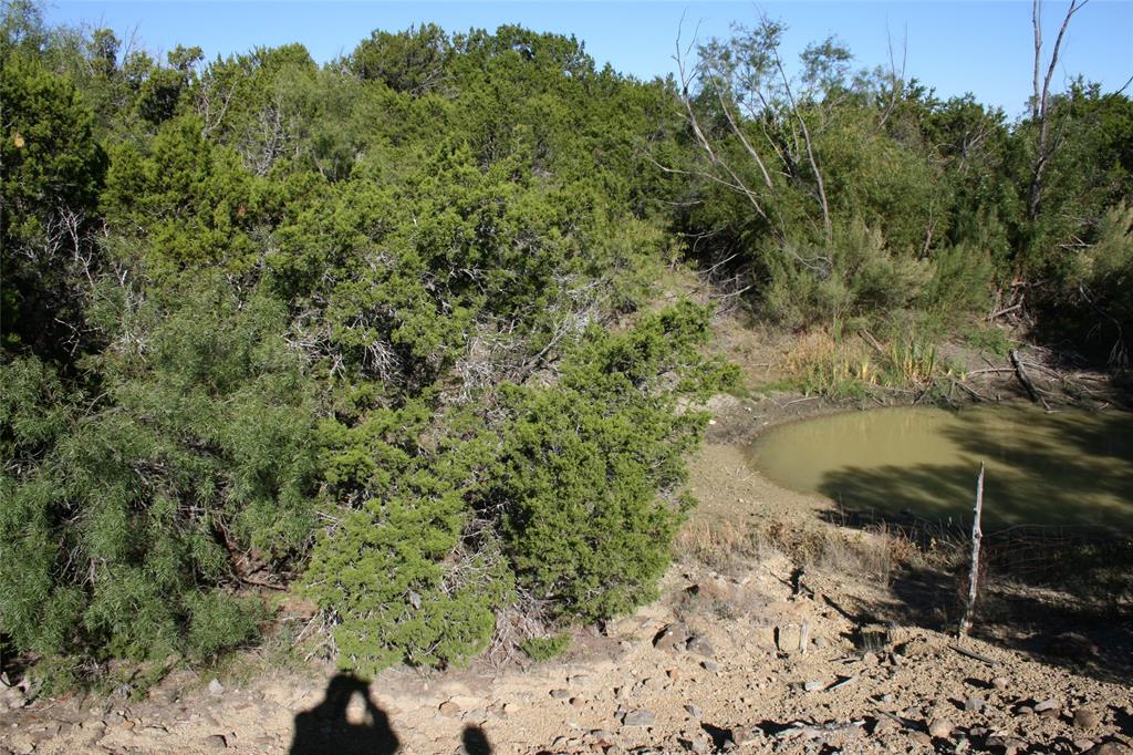 a view of a dry yard with large trees