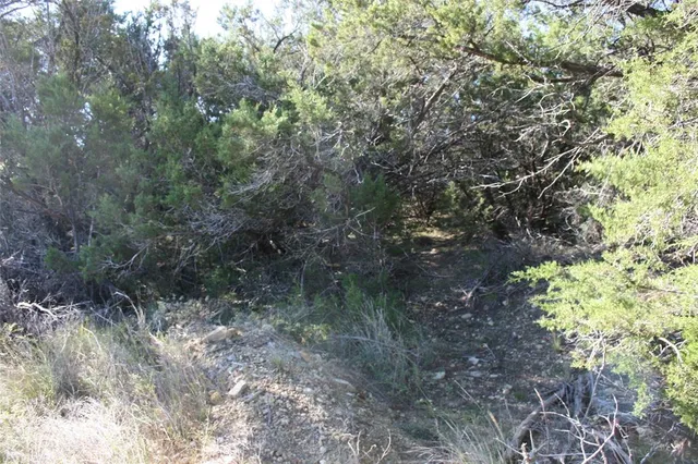 a view of a forest with trees in the background