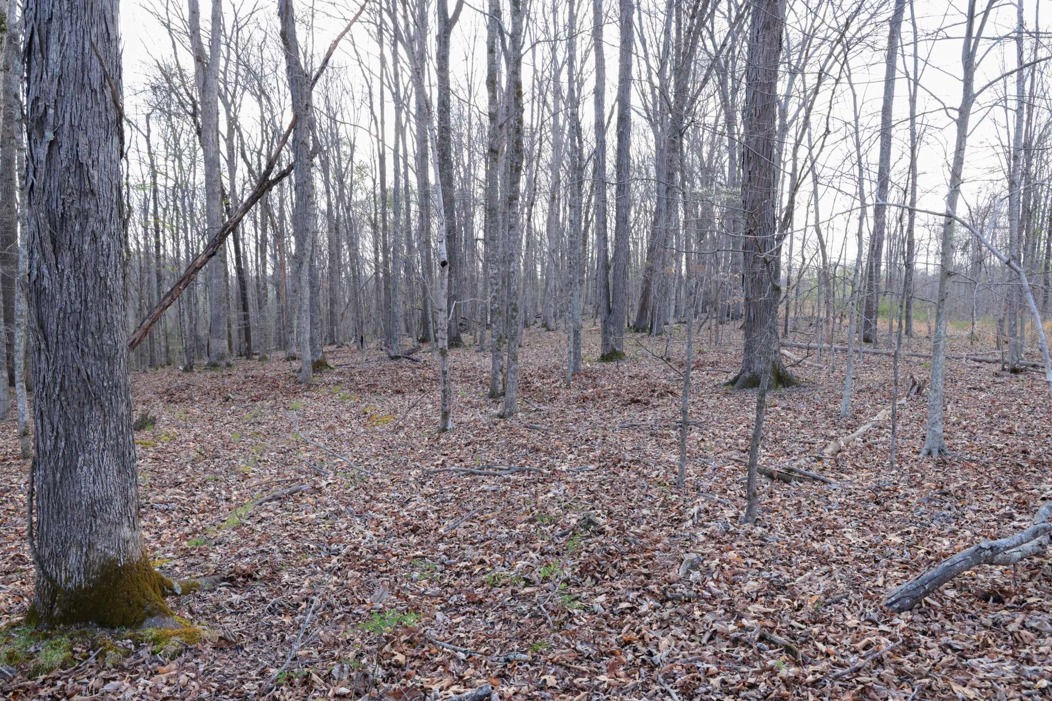 0 Bell Hollow Road Vanleer, TN 37181 - Photo 13 of 31 Gallery Image 13