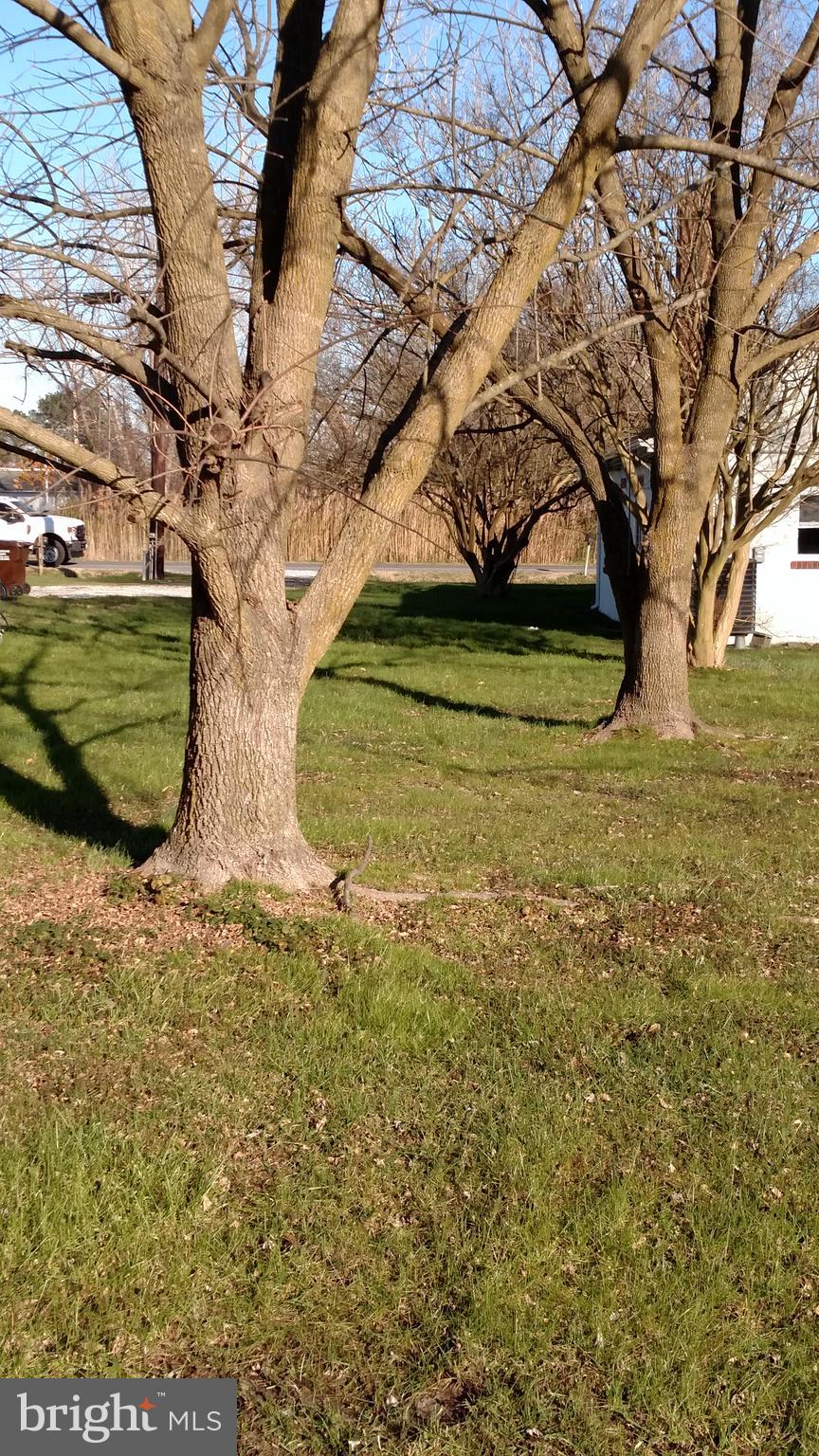 5342 Bucktown Road Cambridge, MD 21613 - Photo 29 of 33 Side yard