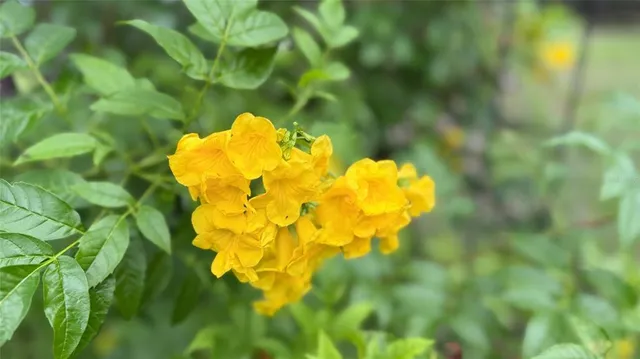 $199,900 | 11571 Northeast 83 Terrace, Bronson, FL 32621