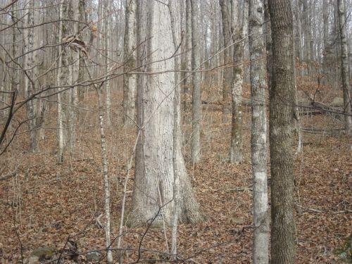 100 Catron Hollow Road Monticello, KY 42633 - Photo 9 of 9 SAM_4499