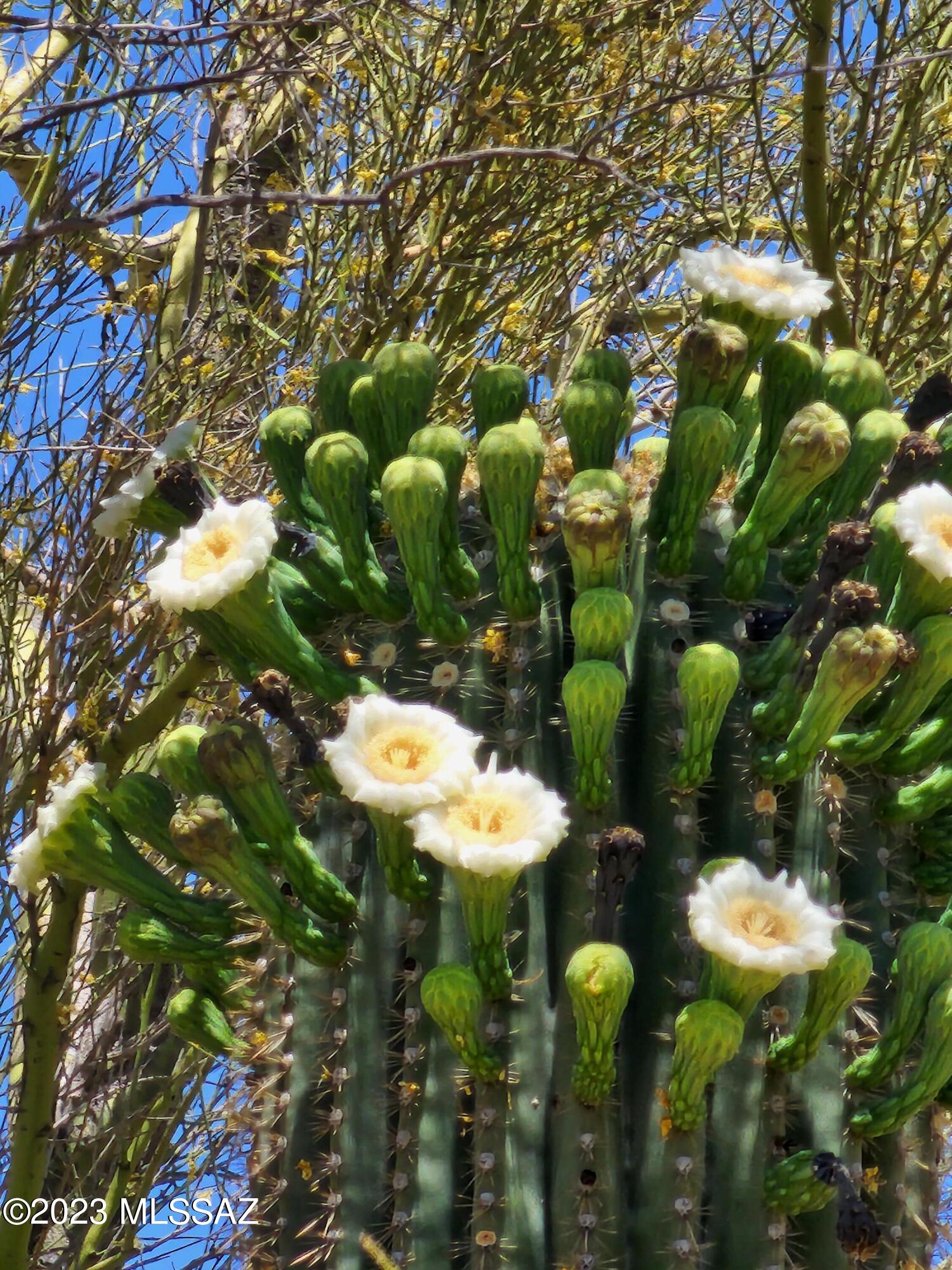 Xx East Derrio Road Marana, AZ 85658 - Photo 3 of 46 Gallery Image 3