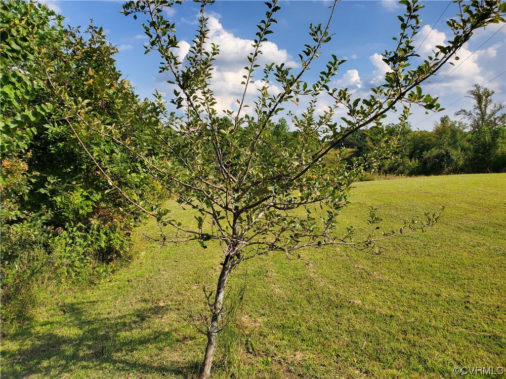 17.21-acres 17.21-acres Hicks Lane Road Rice, VA 23966 - Photo 2 of 13 a view of a yard with a tree