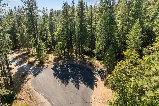 a view of a tree in a forest