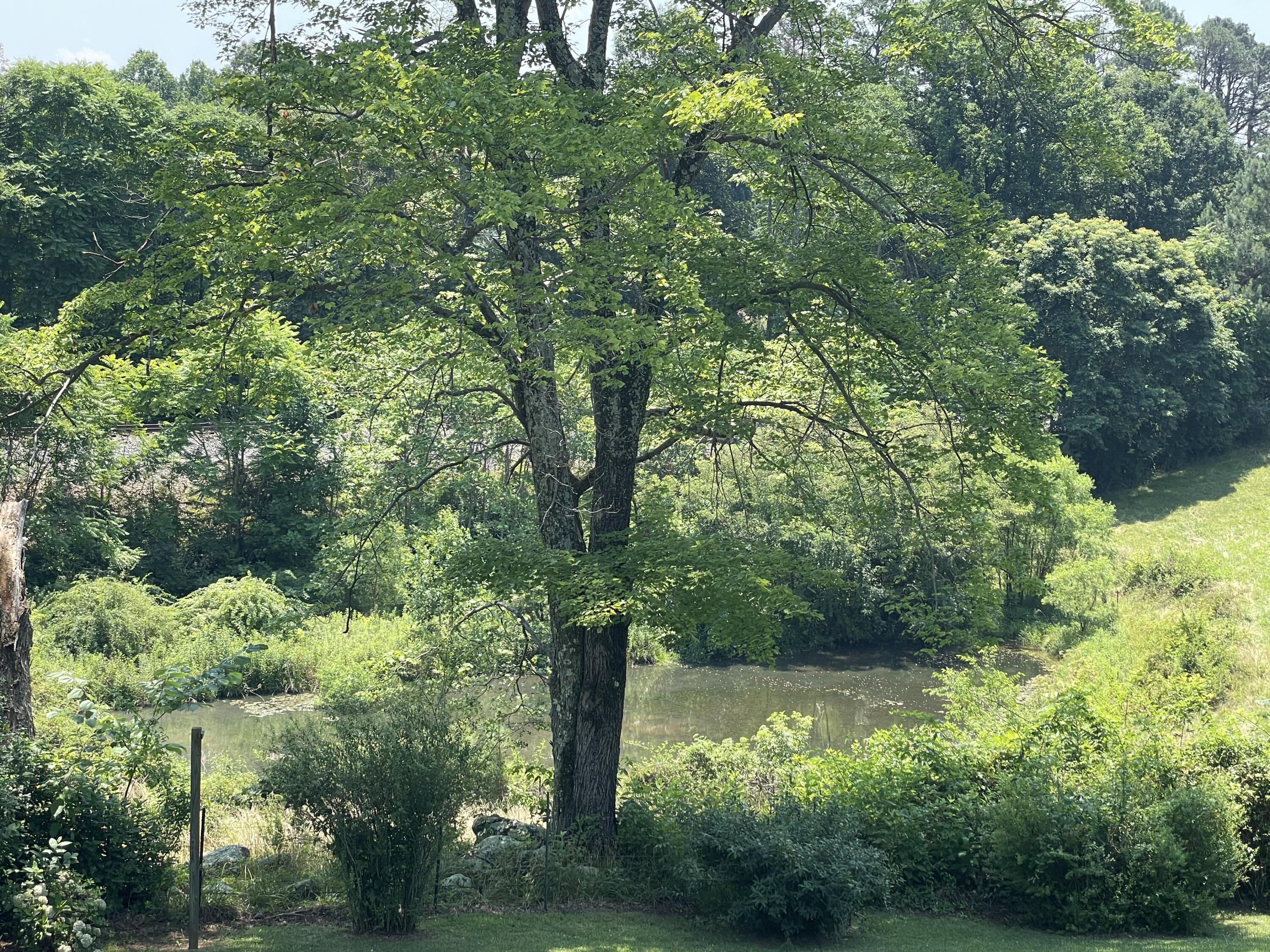165 Lee Ford Camp Road Ridgeway, VA 24148 - Photo 29 of 30 IMG_1255