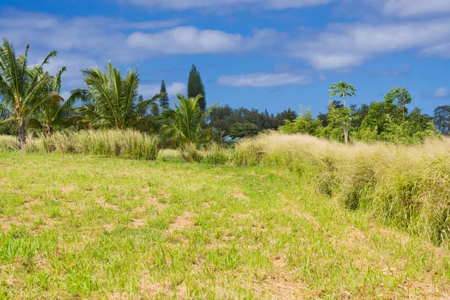 a backyard of a house with lots of green space