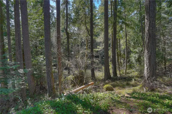 a view of forest