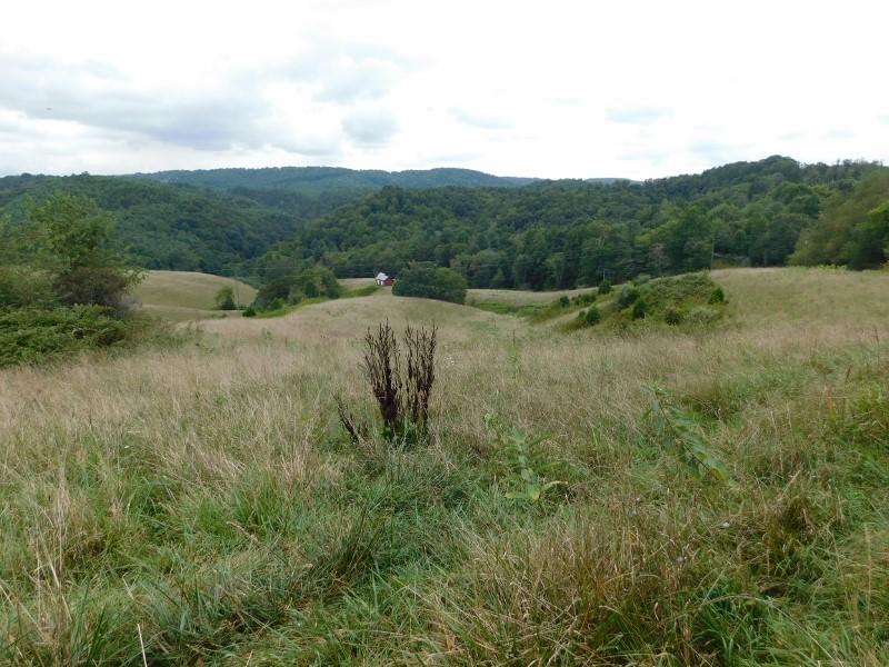0 Homestead Road Northwest Willis, VA 24380 - Photo 16 of 22 a view of a dry field with trees in the background
