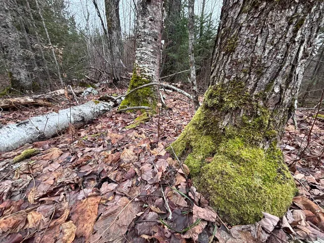 $58,000 | Xxd Xxd Pine, Lutsen, MN 55612