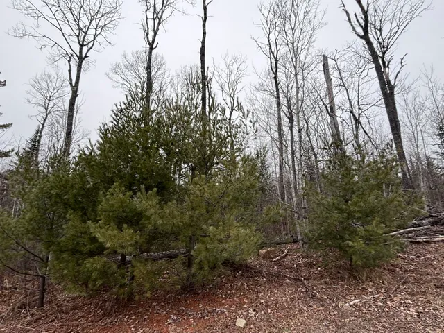 $58,000 | Xxd Xxd Pine, Lutsen, MN 55612