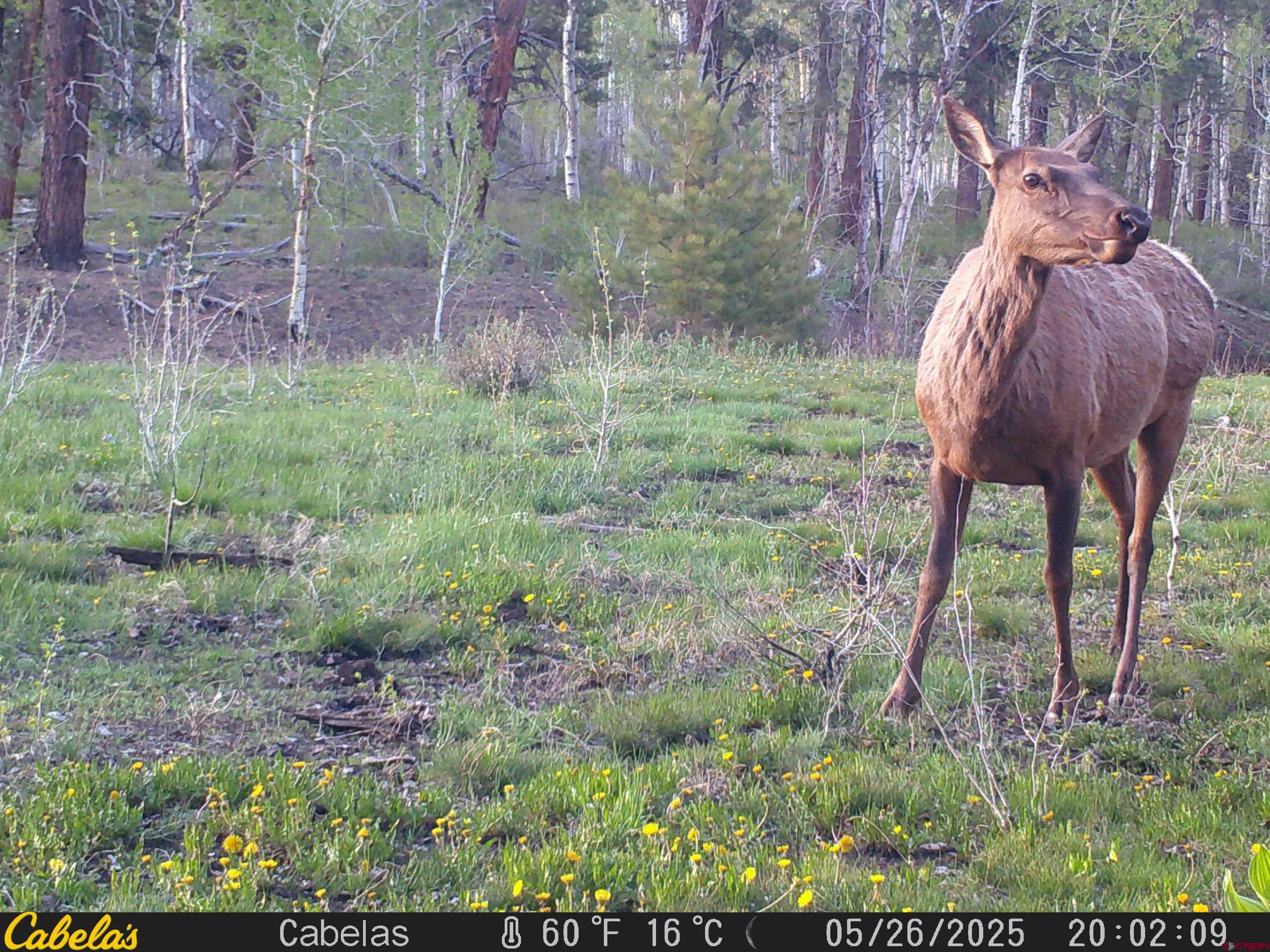 44500 Ditches Road Mancos, CO 81328 - Photo 9 of 31 Gallery Image 9