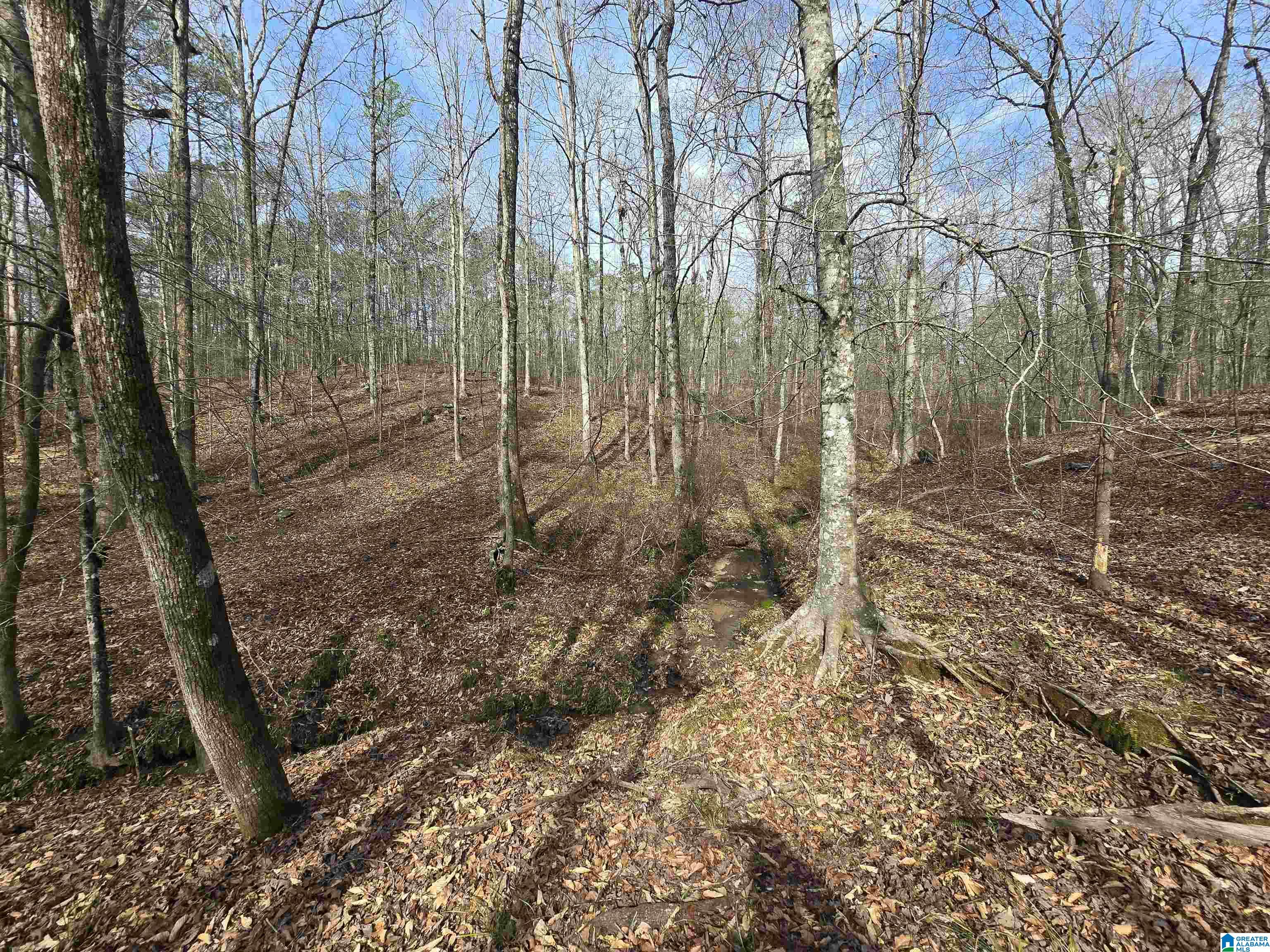354 Springwell Road Rockford, AL 35136 - Photo 18 of 68