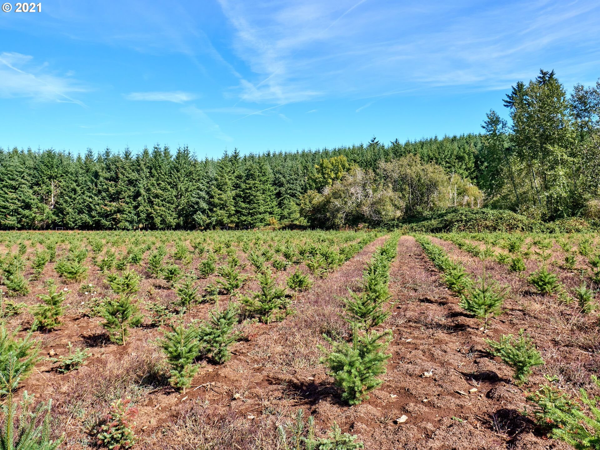36799 South Hibbard Road Molalla, OR 97038 - Photo 22 of 32 a view of a yard with plants and large trees
