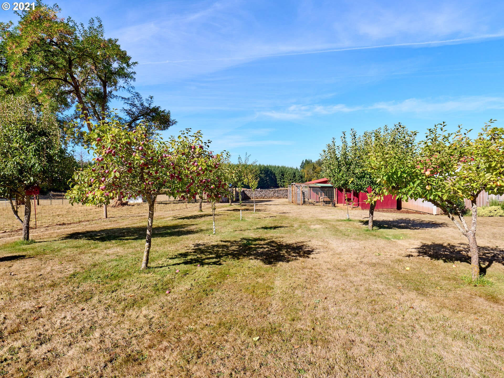 36799 South Hibbard Road Molalla, OR 97038 - Photo 31 of 32 a view of yard with trees