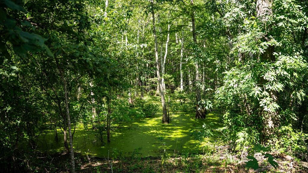 0 Dawson Road Tchula, MS 39169 - Photo 29 of 42 Photo 29
