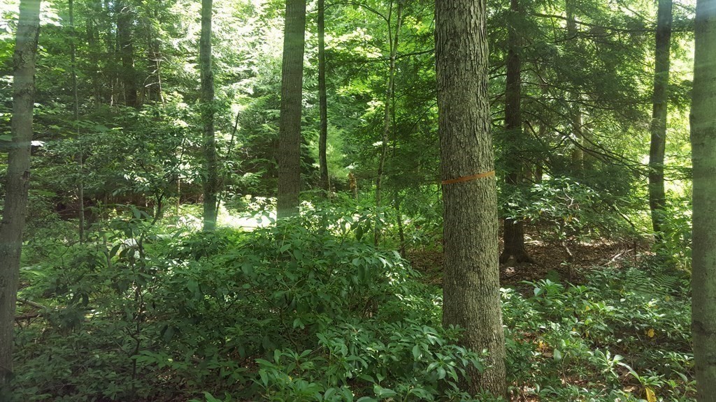 773 Park Hill Road Northampton, MA 01062 - Photo 11 of 19 Gallery Image 11