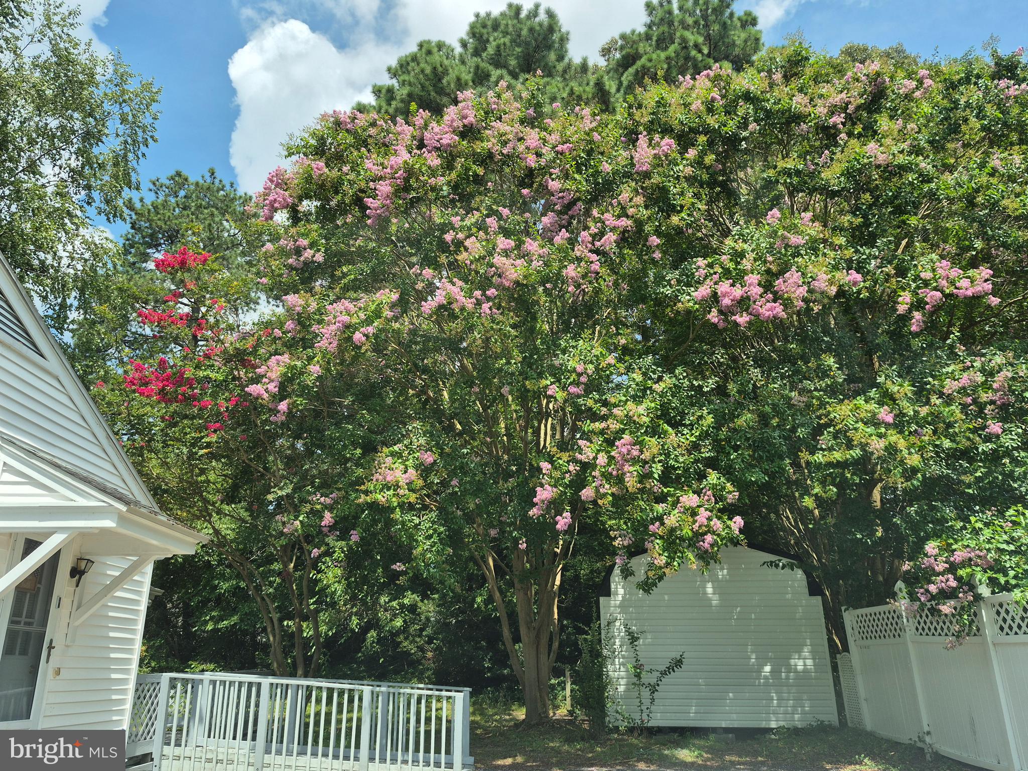 906 Loch Raven Road Salisbury, MD 21804 - Photo 15 of 38 Colorful Crepe Myrtles
