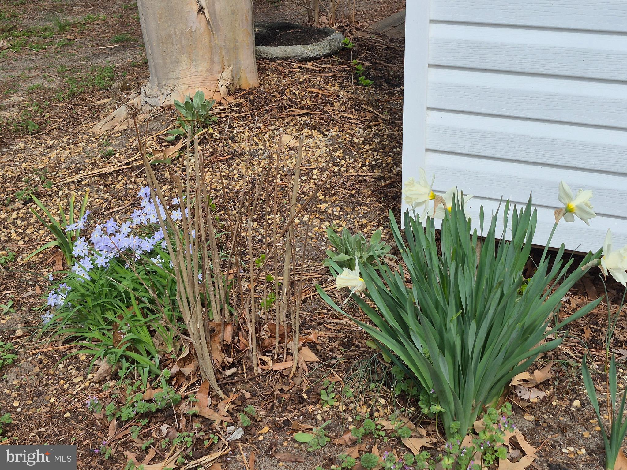 906 Loch Raven Road Salisbury, MD 21804 - Photo 28 of 38 Spring blooms