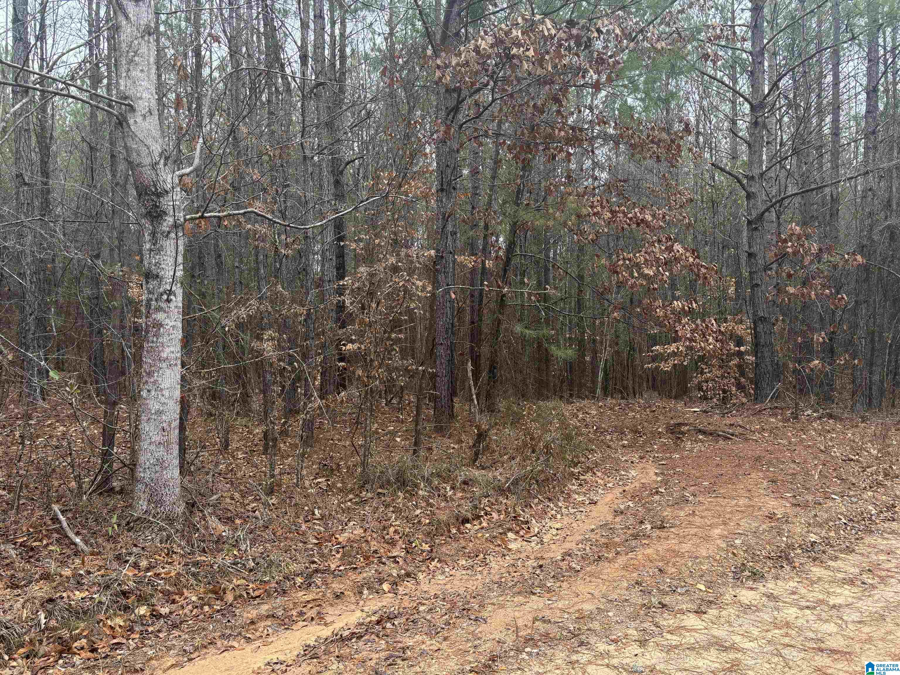 823 County Road, Unit 2 Wadley, AL 36276 - Photo 4 of 7